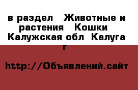  в раздел : Животные и растения » Кошки . Калужская обл.,Калуга г.